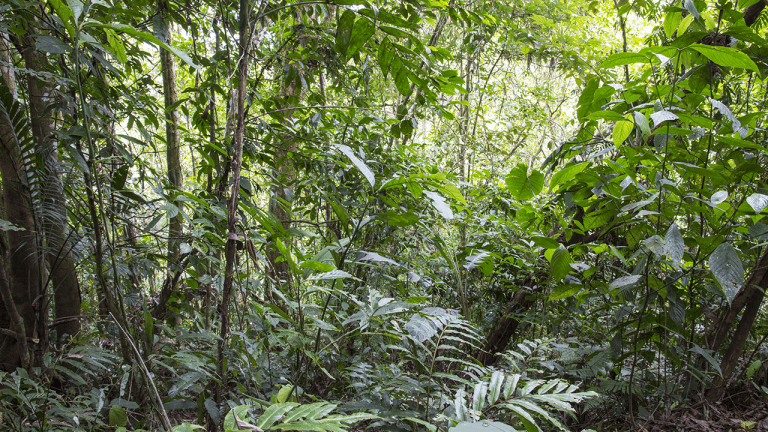 Rain forest
