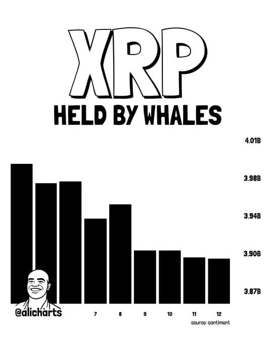 XRP whale activity chart